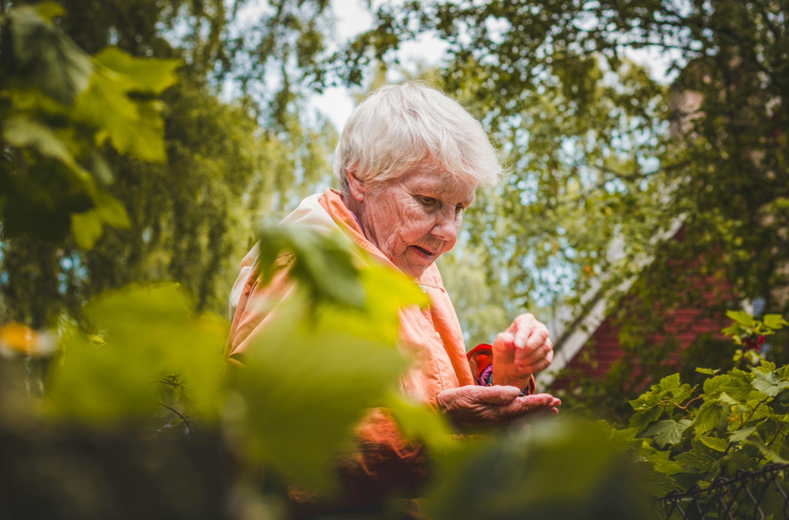 senior lady gardening